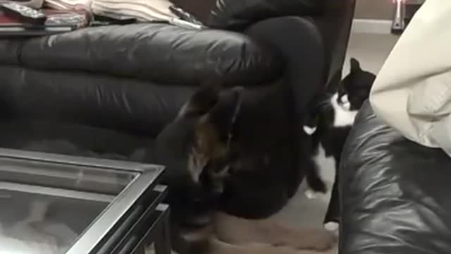 German Shepherd and Cat Boxing | Funny!