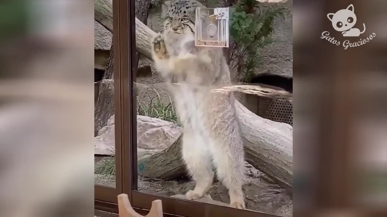 Funny Cats / Funny Cats Laughing Videos