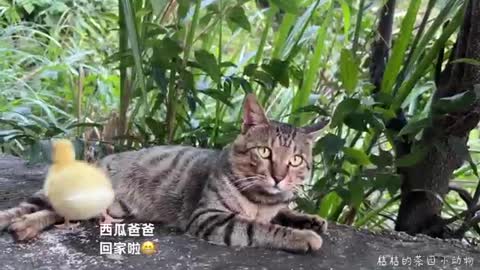 lazy cat