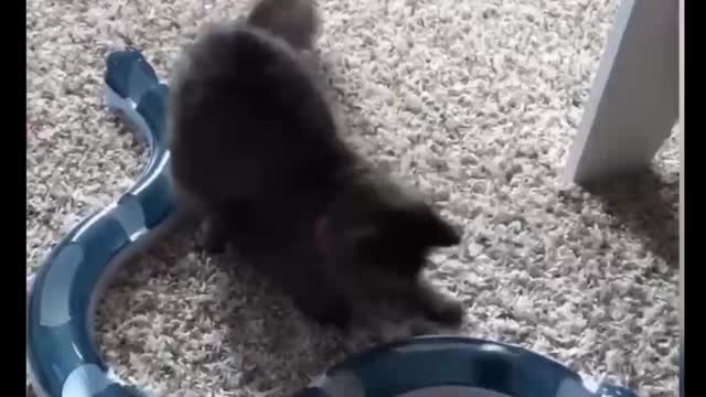 Cat Comedy Video Cat Funny video Part67 #CatShort #CatVideo
