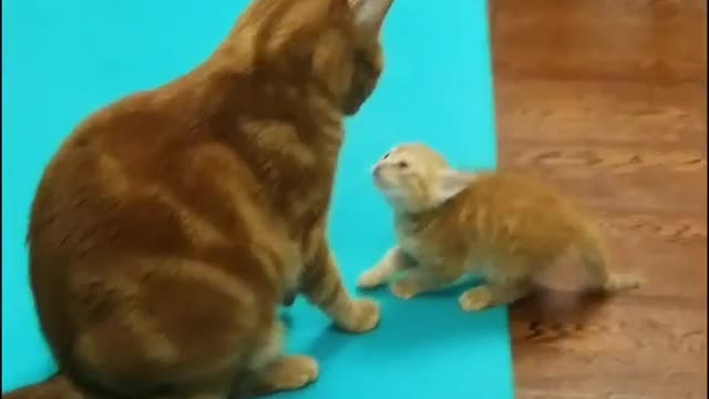 Cats funny video