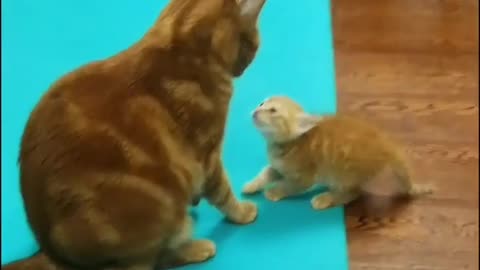 Cats funny video