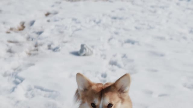 Corgi Enjoying Snow