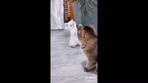 Cats Having Fun With Each Other