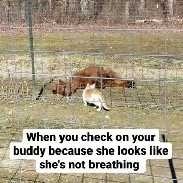 Pete Checking on Dorothy