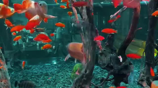 A beautiful pond of red Arowana