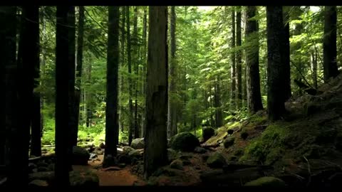 Relaxing Music | Sleeping, Meditation, Stress Relief | [558] ⭐️