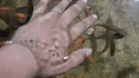 Therapy with fish bites