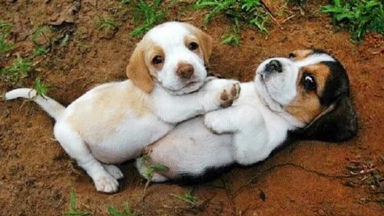 FUNNY PUPPIES