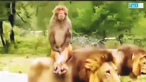 Animals funny moments