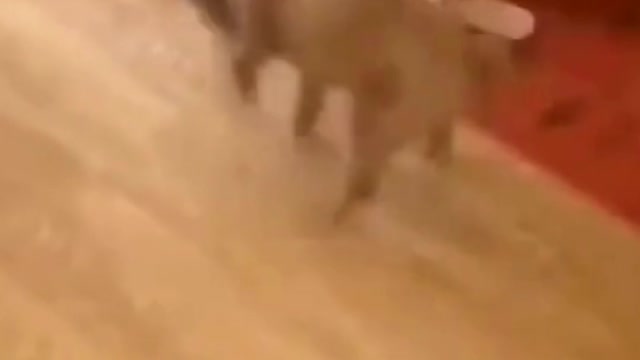 Funny compilation videos of dogs and cats 😍😻🥰 Very Cute..! #shorts 🐕🐈🐩