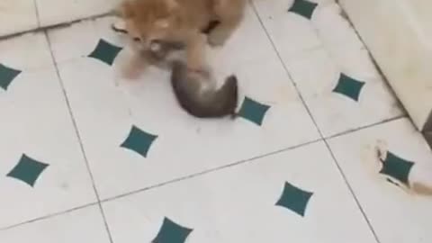 shocking video !!! Little kitten vs rat