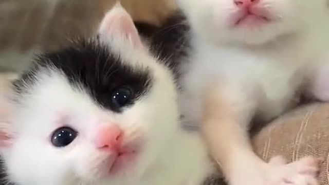 cutest cats