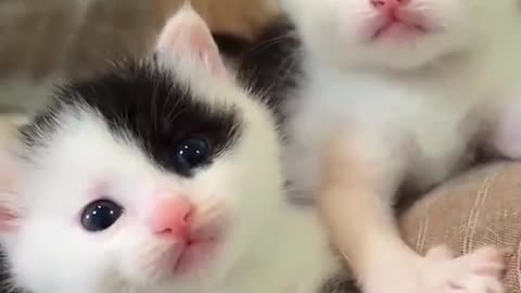 cutest cats