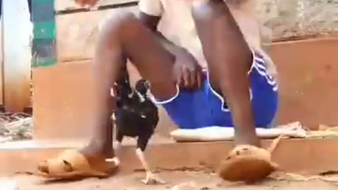 Cock attack 😂😂