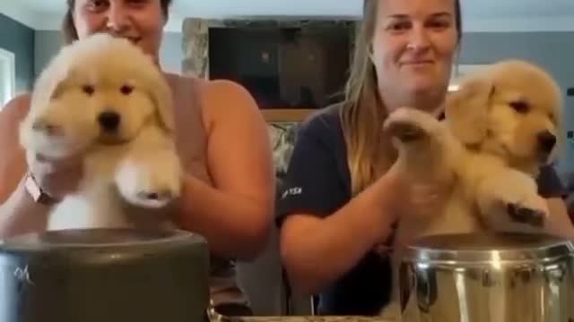 CUTE DOGS PLAY DRUMS