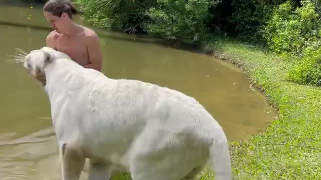 A very beautiful white tiger near the man