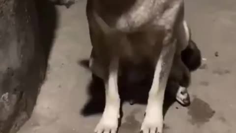 This Doggo is obviously not hungry