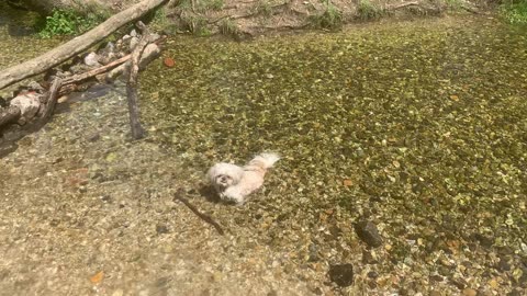 Rambo Dee Elite presents - Dogs having fun in the heat going for a cool down in the water.