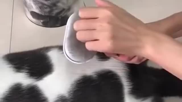combing the cat