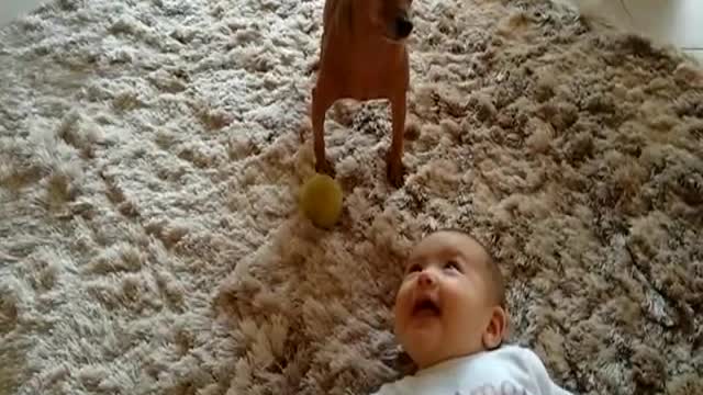 Pinscher and beautiful baby