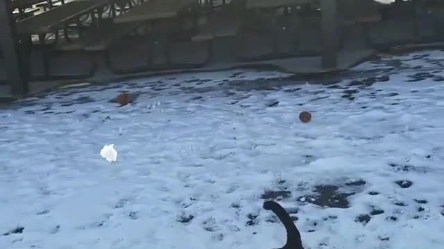 Black dog jumping to catch snow in mouth