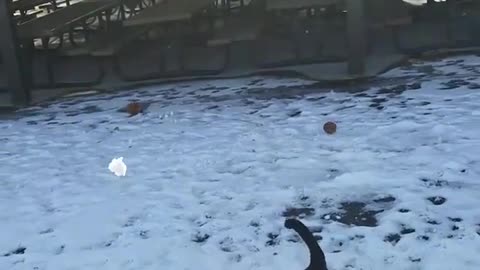 Black dog jumping to catch snow in mouth