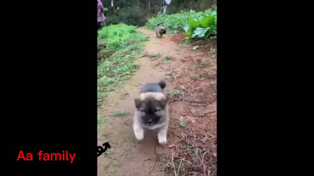 Cute dog is playing 🐕️ (love animal)