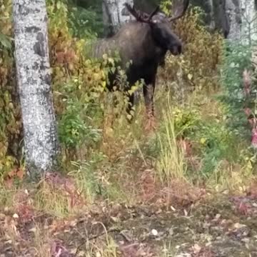 Bull Moose in Big Lake Alaska