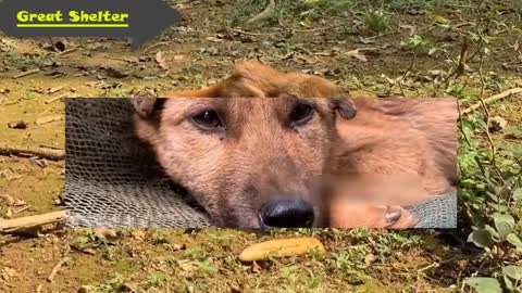 A Pitiful Image Of An Abandoned Dog In The Forest With A Huge Belly -Great Shelter