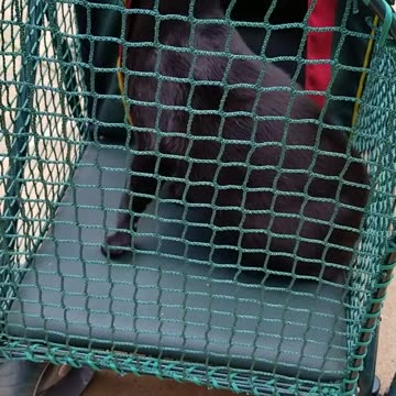 20240407 104833 Tux in "The SUV"