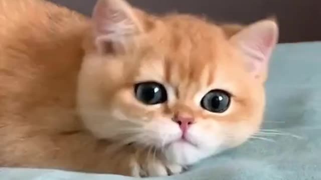 funny cat videos, cute and make the heart calm