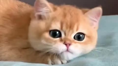 funny cat videos, cute and make the heart calm