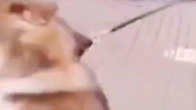 Adorable Dog Dancing Videos