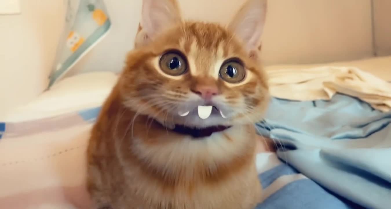 If cuteness is against the law