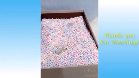 #Video Engraçado