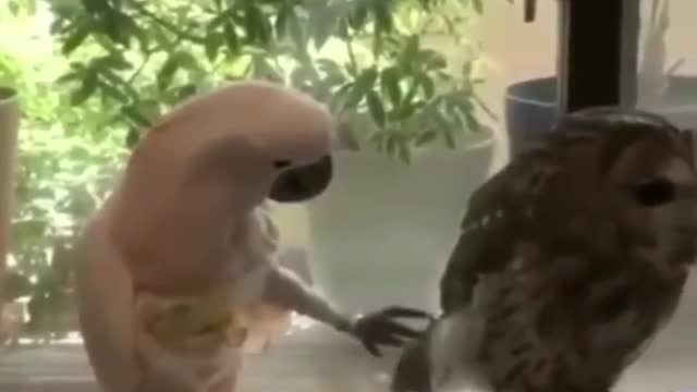 Best Funny Animal Videos of the year (2021), most entertaining creatures of all time.