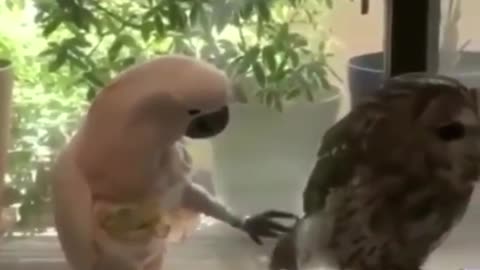 Best Funny Animal Videos of the year (2021), most entertaining creatures of all time.