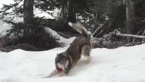 Grey white husky sprints through snow faceplants