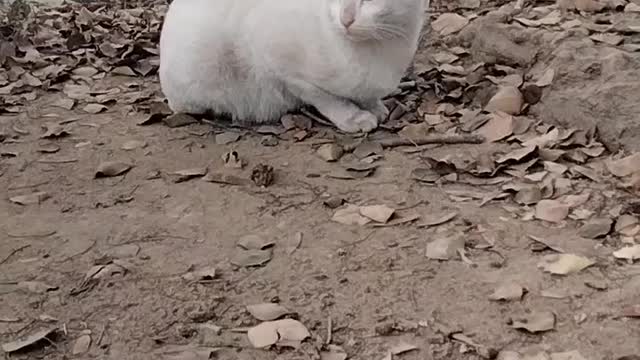 White Cat Video By Kingdom of Awais