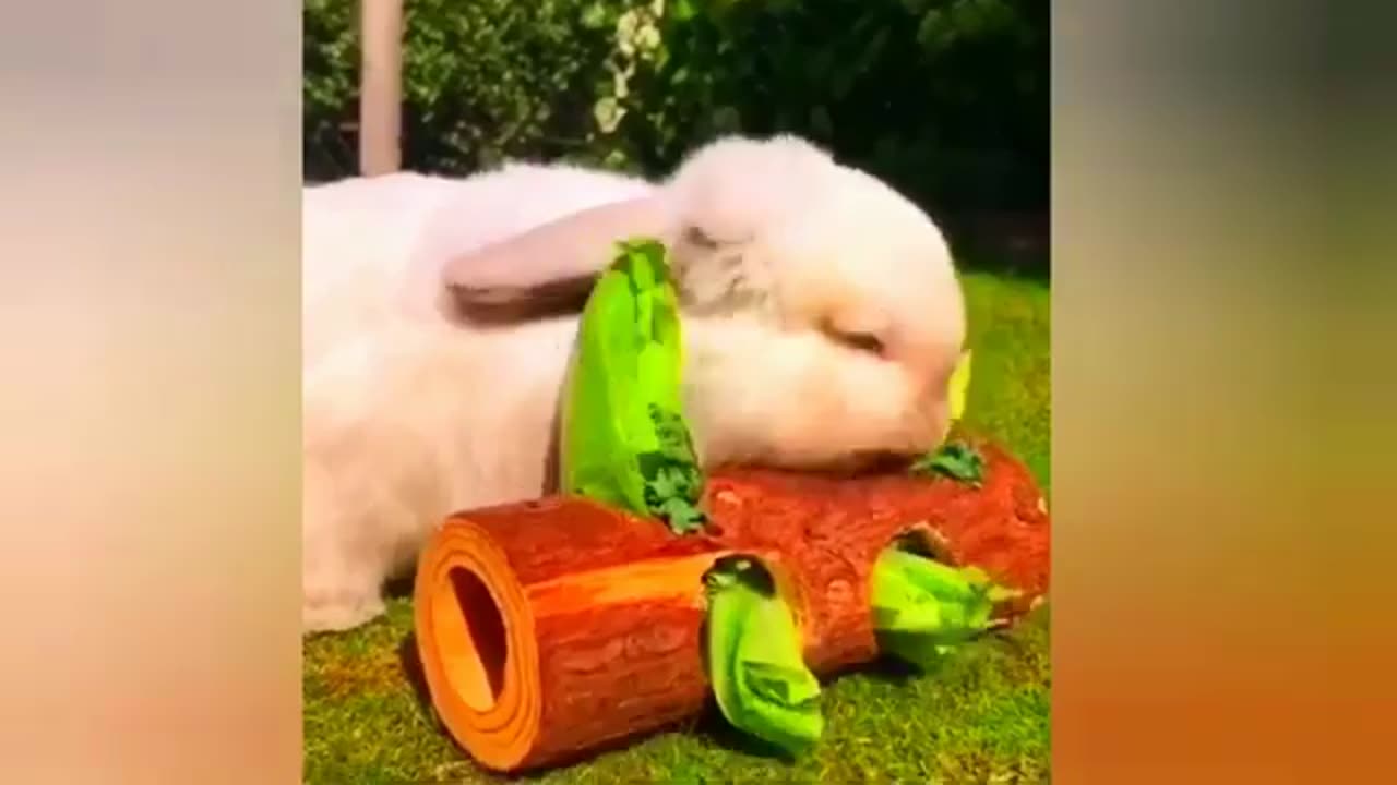 Best Funny Animal videos of the 2023