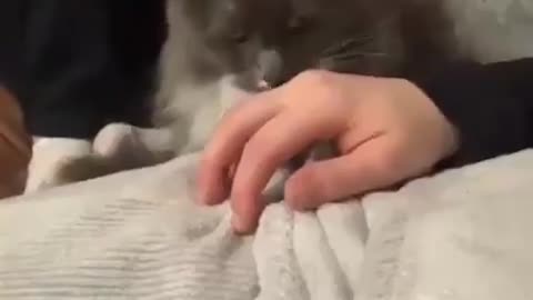 😍😍😍🤩🤩😍😍😍cats cats cats