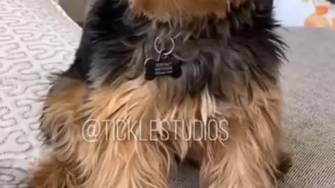 THIS IS A CUTE TALKING DOGGO