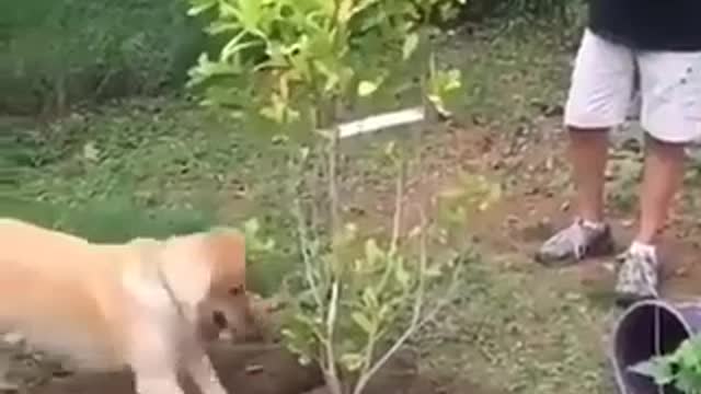 Gardener dog, plants a tree