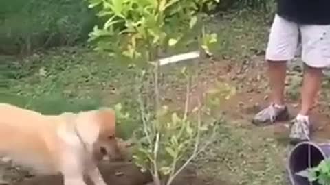 Gardener dog, plants a tree