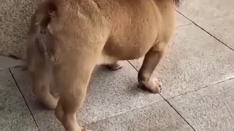 🤣Funny dog video🤣