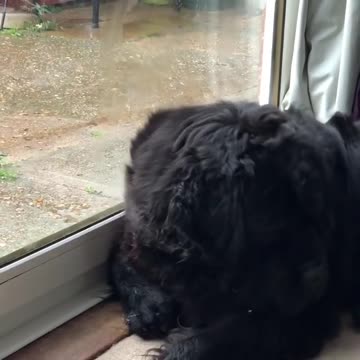 Dog Plays Lick And Breath With Miror Glass