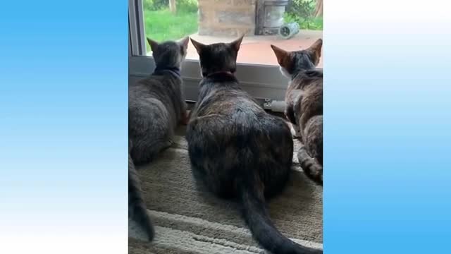 Cute baby animals for you