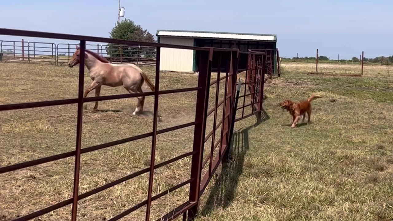 Golden Retriever Quickly Befriends Foal