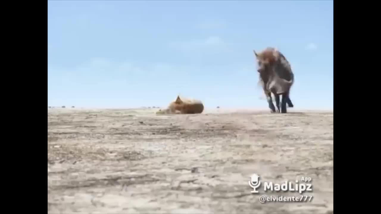 Los animales mas desacatao del año jjj